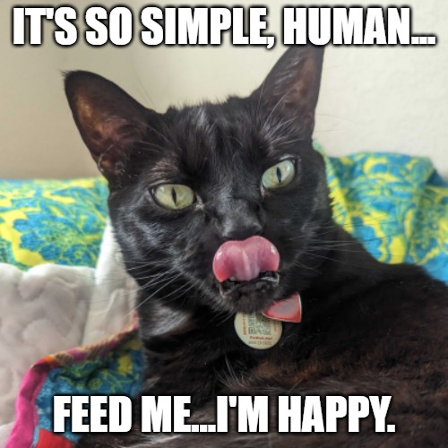 funny meme about feeding cats image is a cat licking his lips